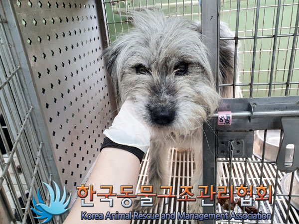 한국동물구조관리협회_441560202300487